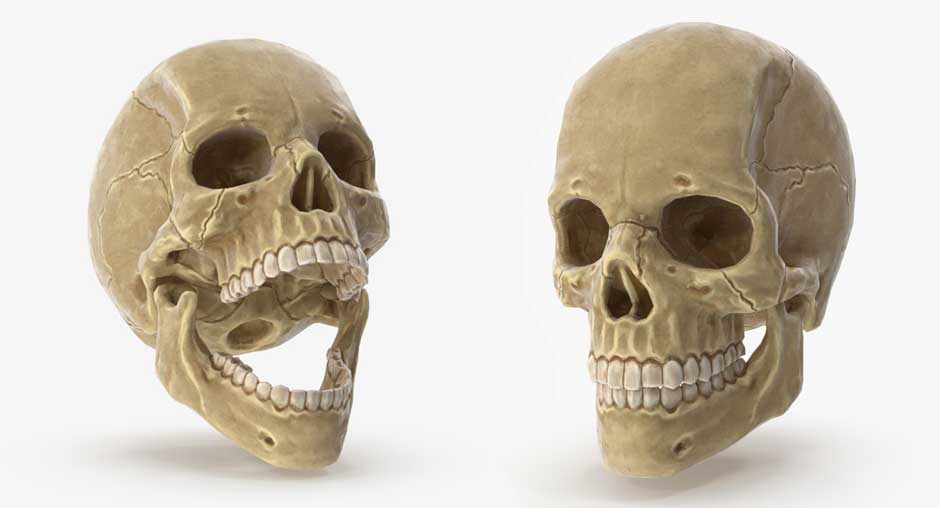 Human Skull preview