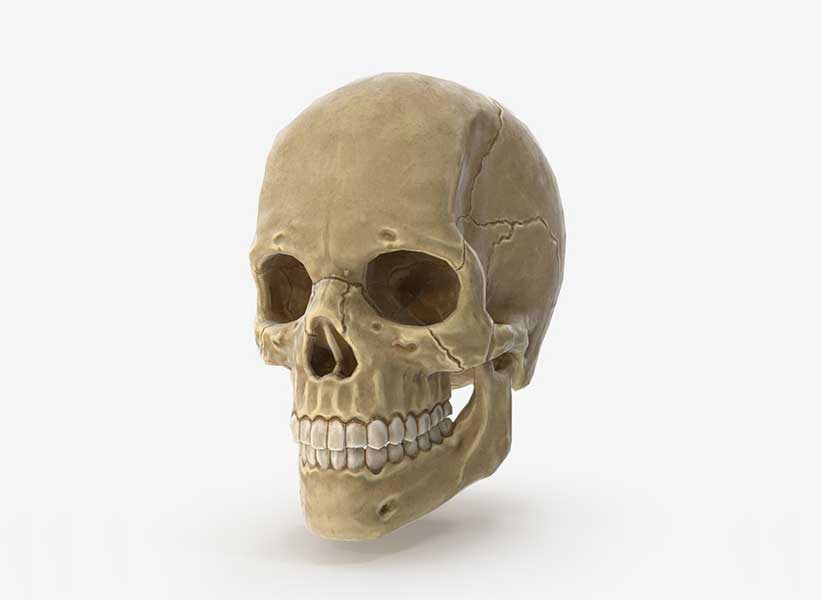 Human Skull Game Ready - Logic Design Studio