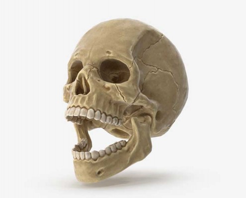 Human Skull