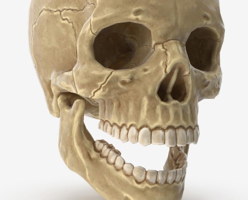 Human Skull details