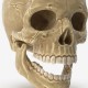 Human Skull details