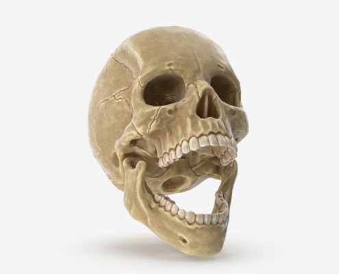 Human Skull
