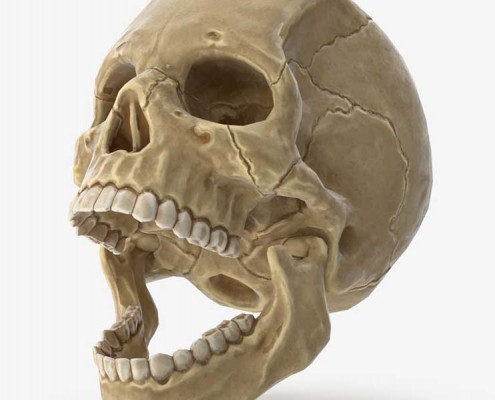 Human Skull details