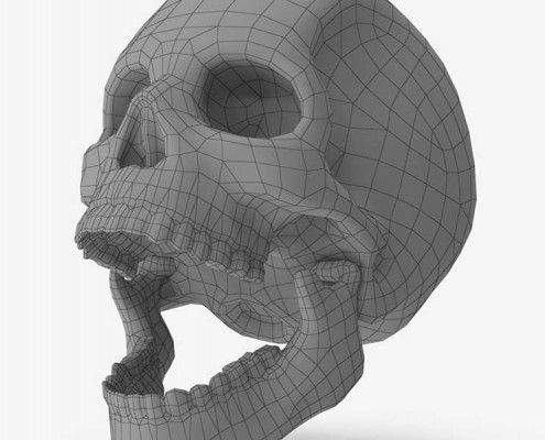 Human Skull wireframe details