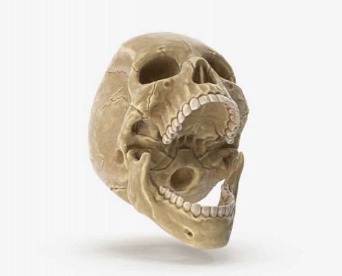 Human Skull